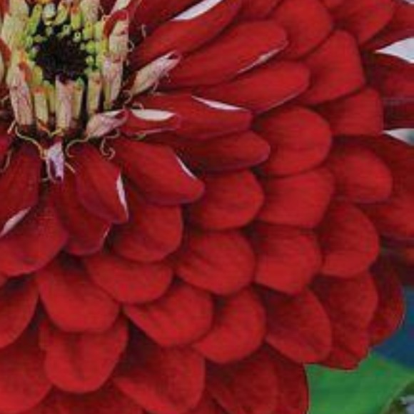 red_zinnia